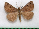 Mocis mutuaria